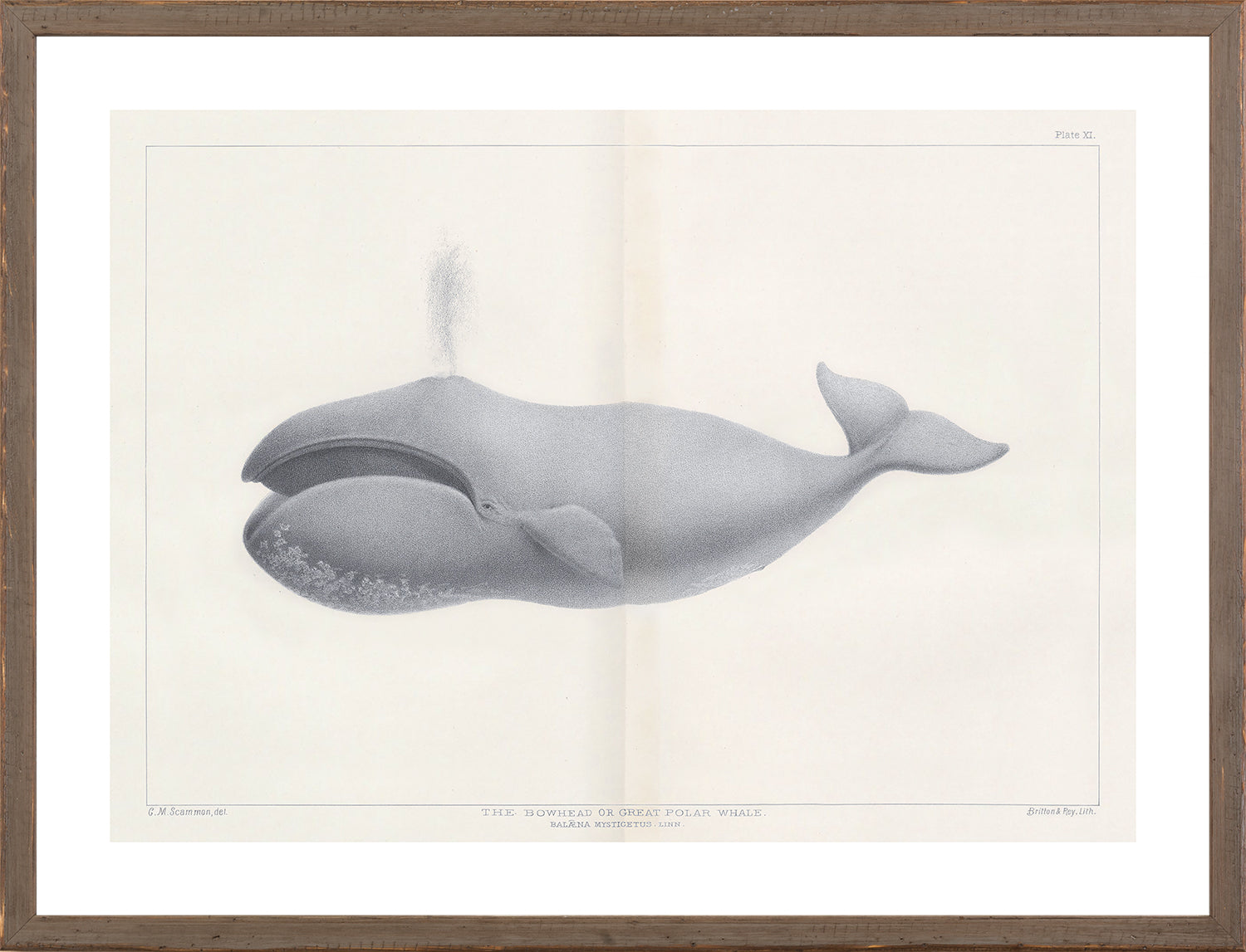 Vintage Whale Trio I (I-III) Bundle — nature and landscape fine art print shown from another angle
