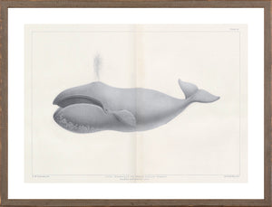 Vintage Whale Trio I (I-III) Bundle — nature and landscape fine art print shown from another angle