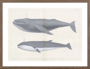 Vintage Whale Trio I (I-III) Bundle — nature and landscape fine art print shown from another angle