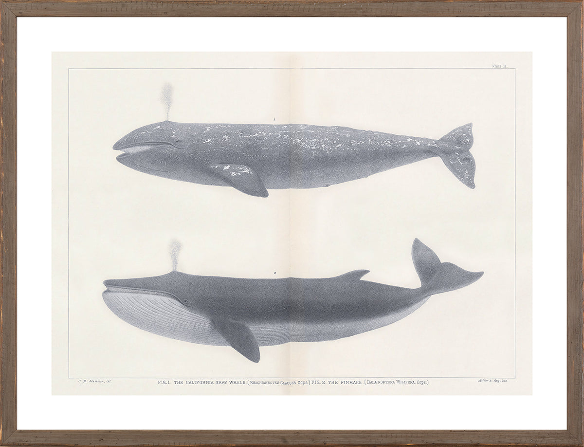 Vintage Whale Trio II (IV-VI) Bundle — nature and landscape fine art print in neutral tones at Laurie Yapp Home