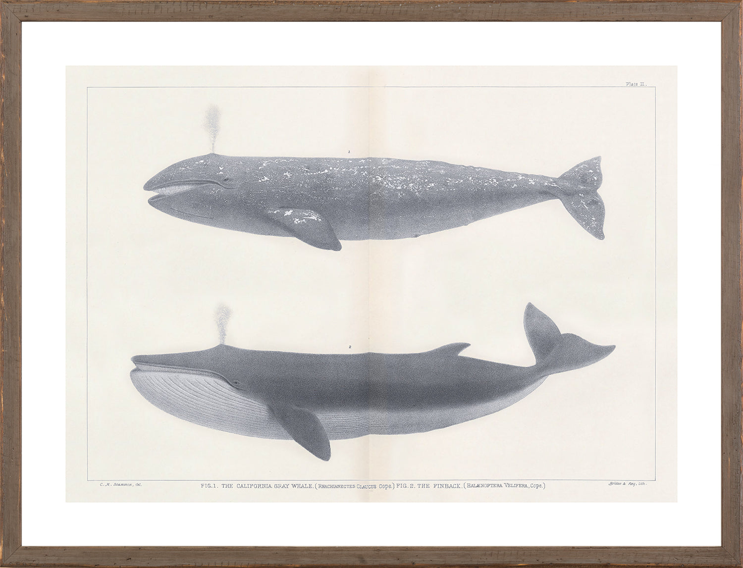 Vintage Whale Trio II (IV-VI) Bundle