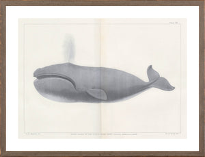 Vintage Whale Trio II (IV-VI) Bundle — nature and landscape fine art print shown from another angle
