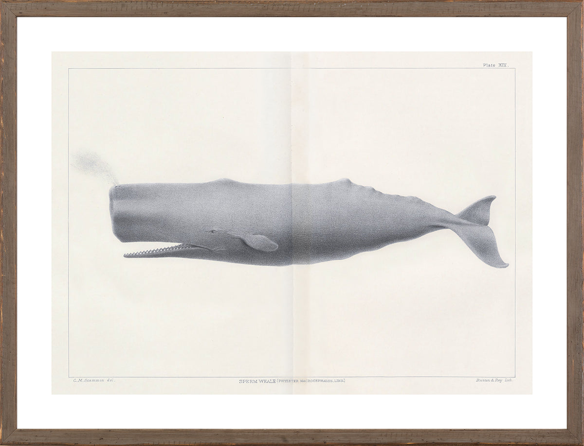 Vintage Whale Trio II (IV-VI) Bundle — nature and landscape fine art print shown from another angle