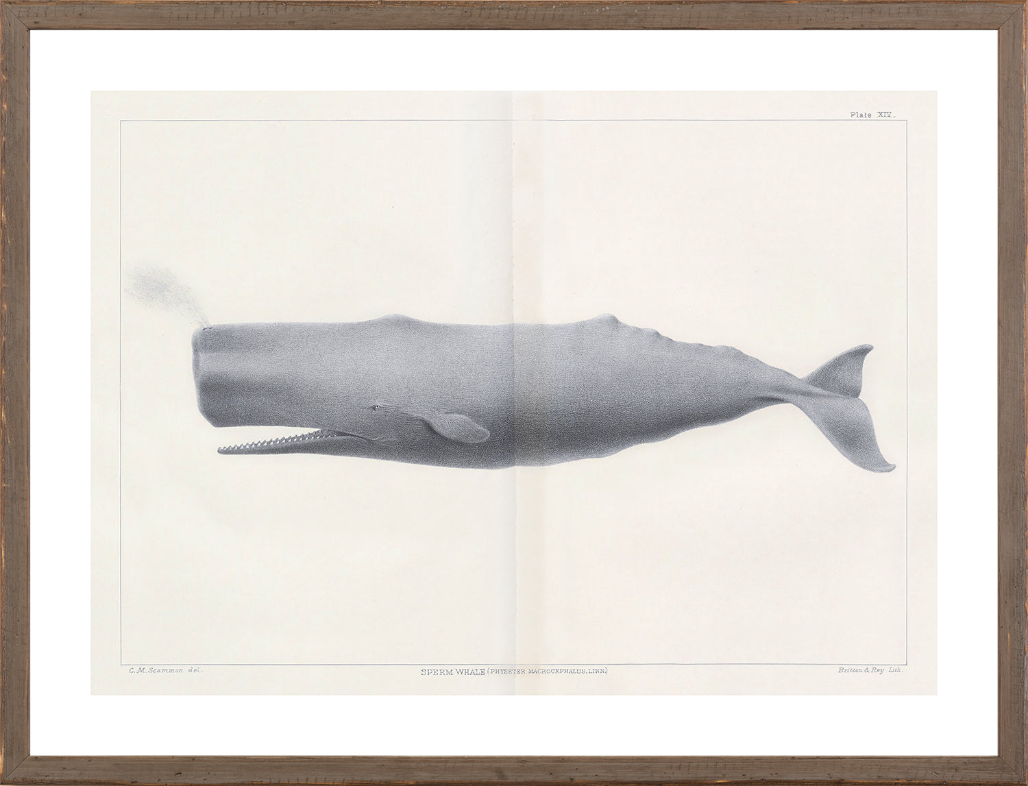 Vintage Whale Trio II (IV-VI) Bundle — nature and landscape fine art print shown from another angle