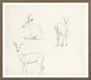 Collection 07 – Church – Three Deer Sketch – 1850, featuring three deer sketches in pencil on textured paper.