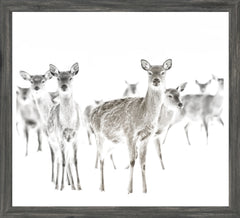22 × 20 po – Cadre gris