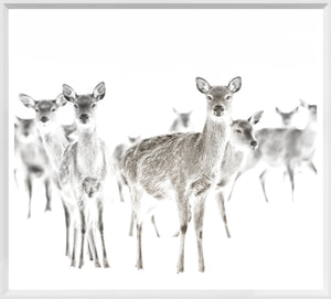 Surveillance — nature and landscape fine art print shown from another angle