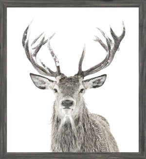 Stag — nature and landscape fine art print shown from another angle