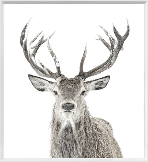 Stag — nature and landscape fine art print shown from another angle