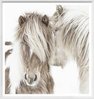 Icelandic Ponies wall art showcasing two ponies with fluffy manes against a white backdrop