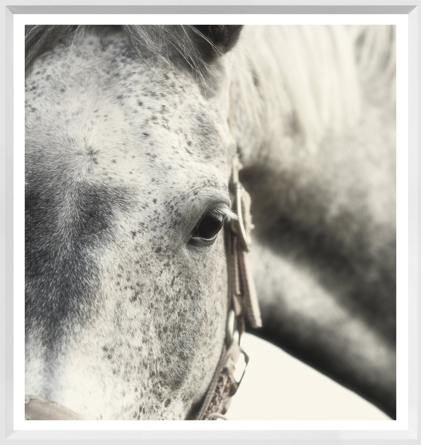 Dappled Grey — nature and landscape fine art print shown from another angle