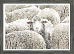 22 × 16 po – Cadre gris