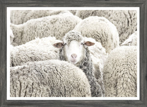 One in the Crowd wall art featuring a sheep surrounded by woolly sheep in soft gray tones.
