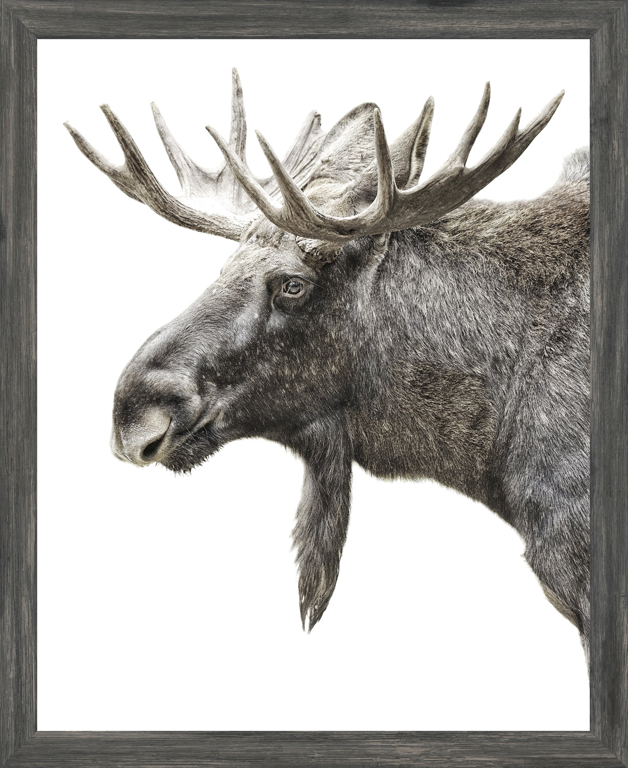 Algonquin Moose — nature and landscape fine art print at Laurie Yapp Home
