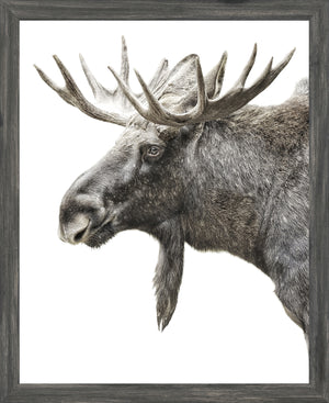 Algonquin Moose — nature and landscape fine art print at Laurie Yapp Home