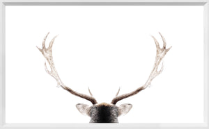 Looking North wall art featuring deer antlers against a white background, framed in white.