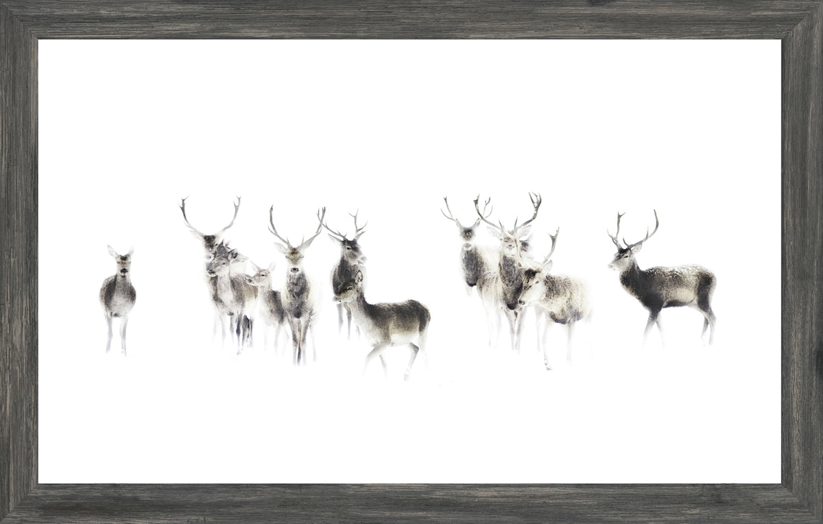 Silent Watch wall art featuring a group of deer in soft focus on a white background