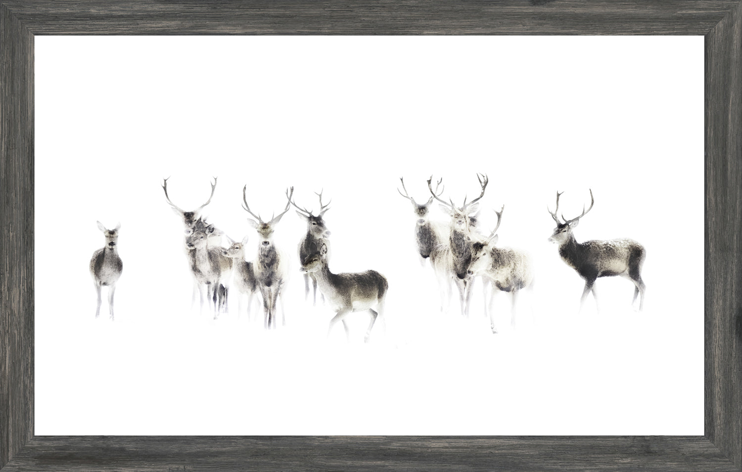 Silent Watch wall art featuring a group of deer in soft focus on a white background