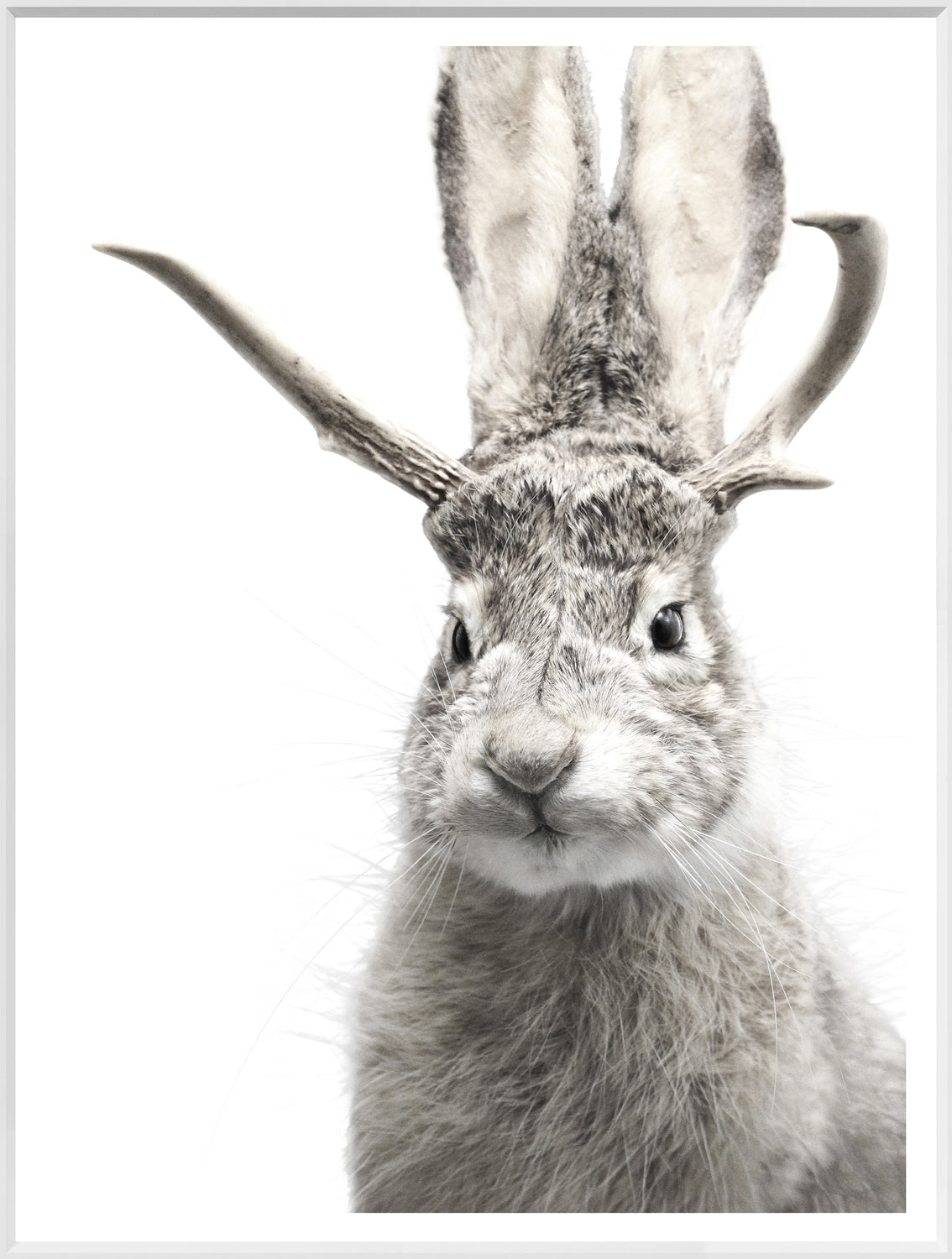 Jackalope wall art featuring a rabbit with antlers, gray fur on a white background