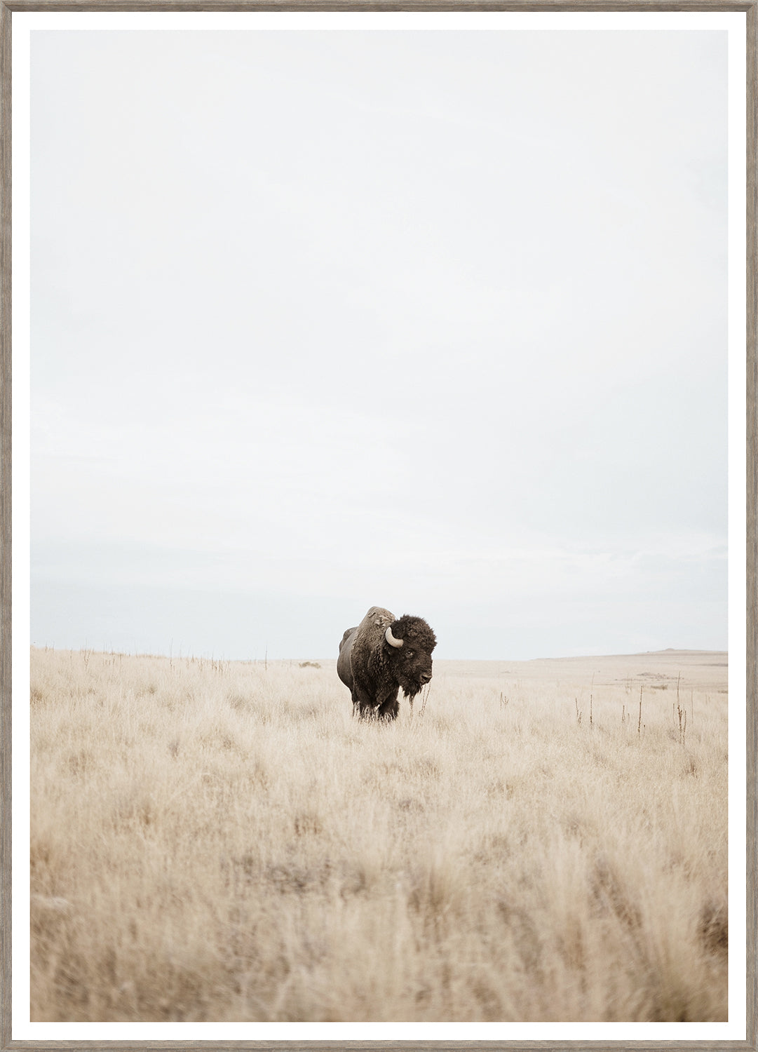 Great Plains Denizen wall art featuring a bison in a grassy landscape with a cloudy sky.