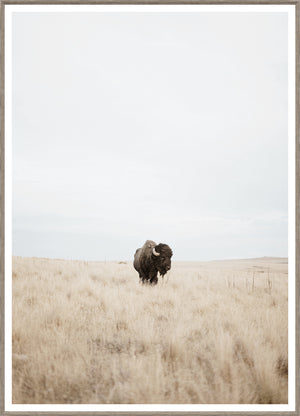Great Plains Denizen wall art featuring a bison in a grassy landscape with a cloudy sky.