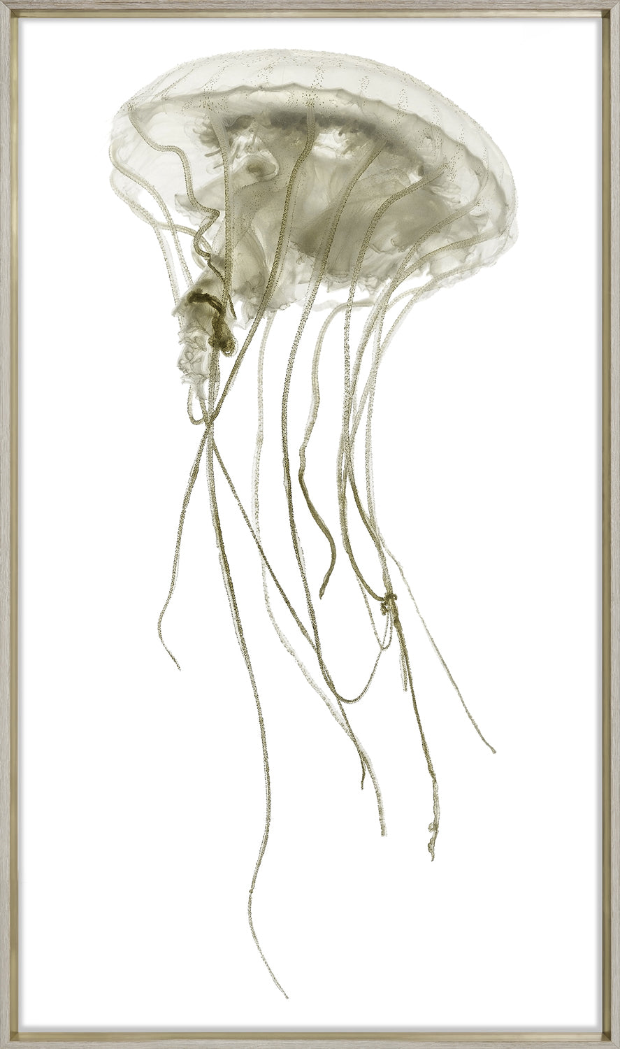 Pacifica Jelly I wall art featuring a translucent jellyfish with long, flowing tentacles on a white background.