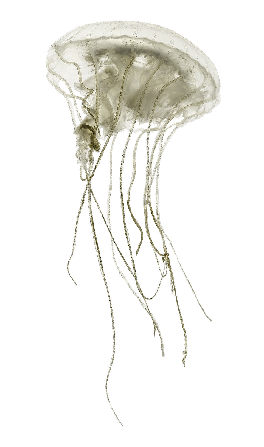 Pacifica Jelly I wall art featuring a translucent jellyfish with long, flowing tentacles on a white background.