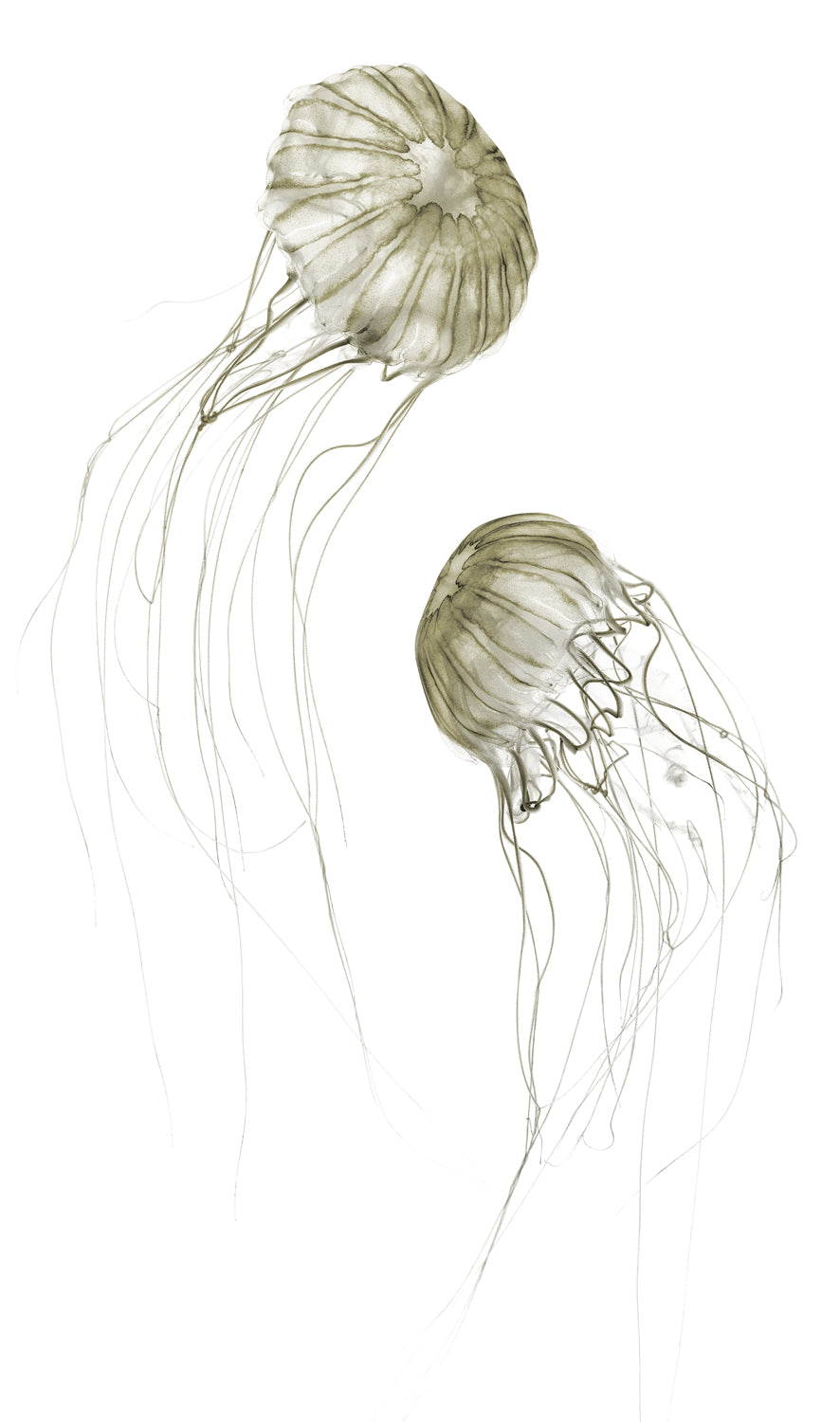 Pacifica Jelly II, featuring two translucent jellyfish with long, flowing tentacles on a white background.