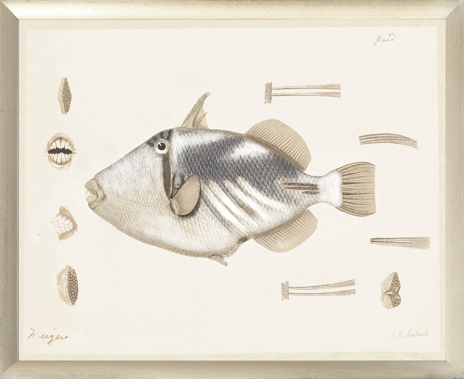 South Pacific Tropicals 1838 – V wall art featuring a detailed fish illustration with shells.