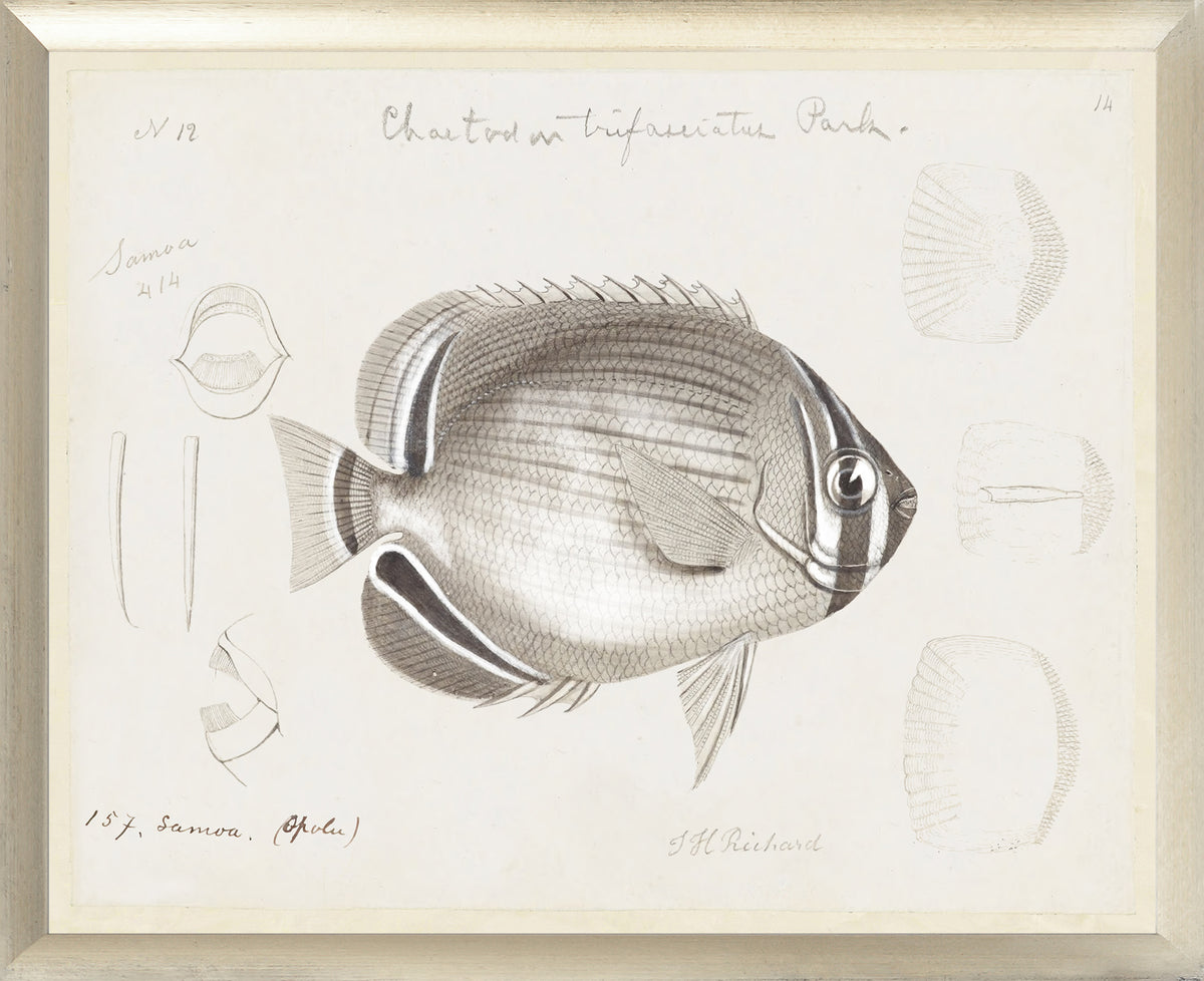 South Pacific Tropicals 1838 – VII wall art featuring a detailed illustration of a fish with scientific notes.