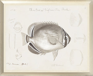 South Pacific Tropicals 1838 – VII wall art featuring a detailed illustration of a fish with scientific notes.