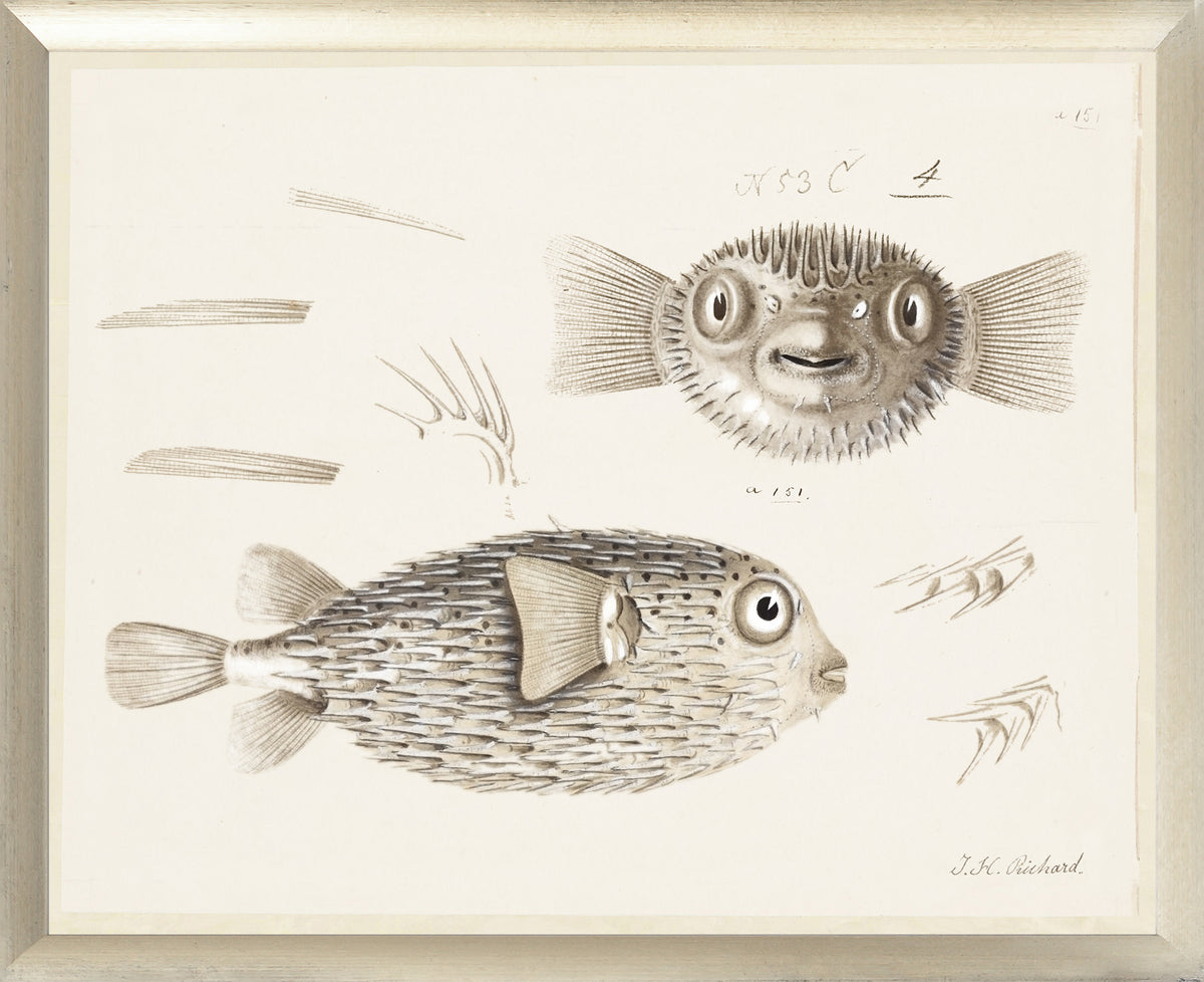 South Pacific Tropicals 1838 – VIII wall art featuring detailed fish illustrations in sepia tones.