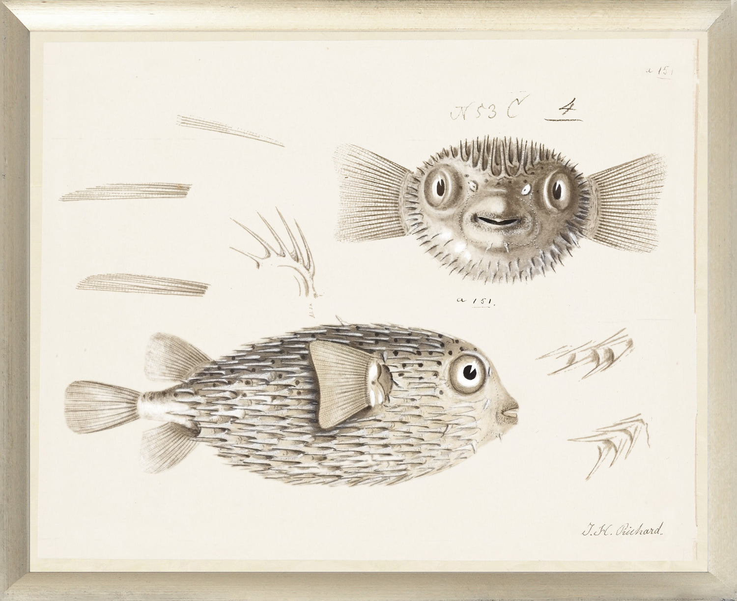 South Pacific Tropicals 1838 – VIII wall art featuring detailed fish illustrations in sepia tones.