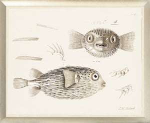 South Pacific Tropicals 1838 – VIII wall art featuring detailed fish illustrations in sepia tones.