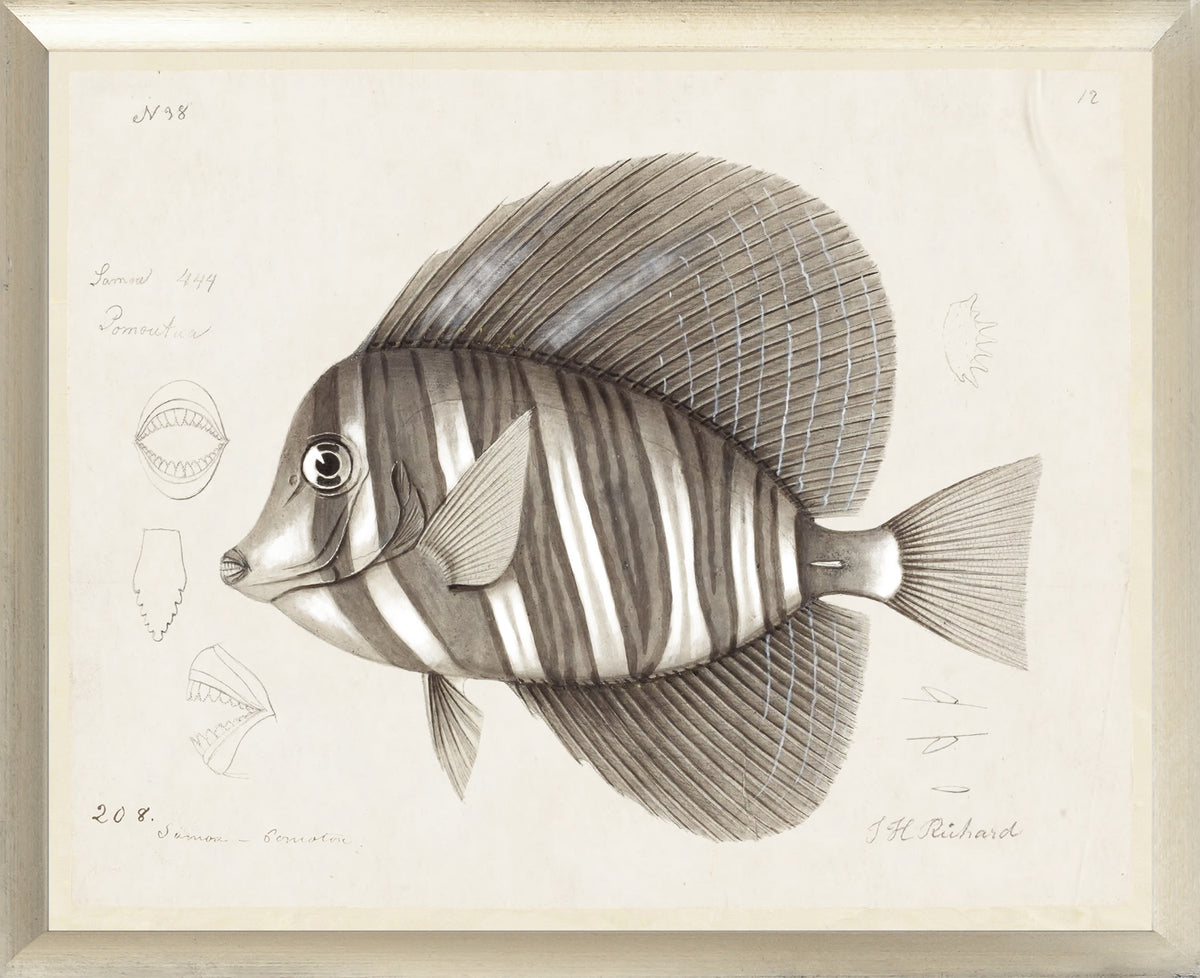 South Pacific Tropicals 1838 – IX wall art featuring a detailed fish illustration in sepia tones.