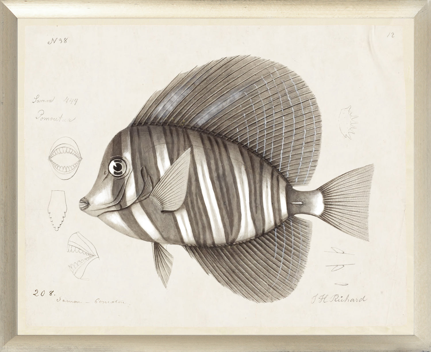 South Pacific Tropicals 1838 – IX wall art featuring a detailed fish illustration in sepia tones.