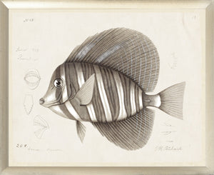 South Pacific Tropicals 1838 – IX wall art featuring a detailed fish illustration in sepia tones.