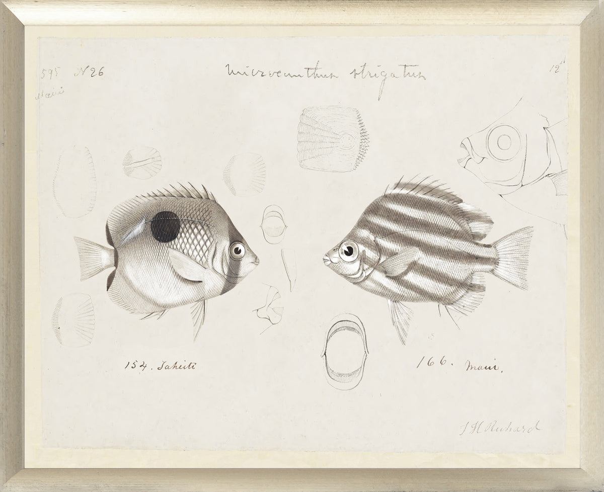 South Pacific Tropicals 1838 – XI wall art featuring detailed fish illustrations in black and white.