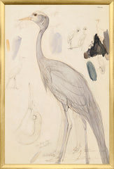 17,25 × 25,25 pouces