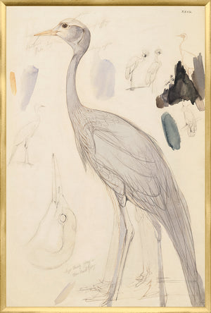 Lear Demoiselle Crane framed art print