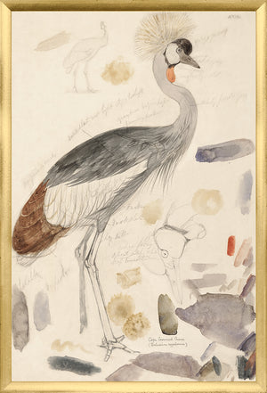 Lear – South African Crowned Crane wall art featuring a detailed watercolor illustration