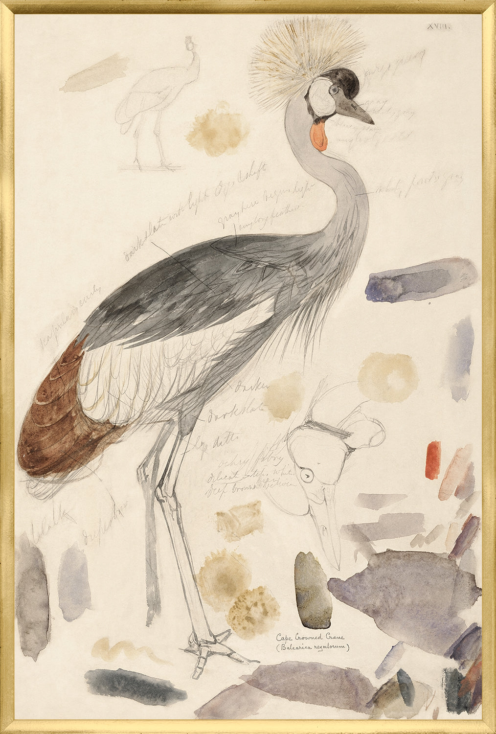 Lear South African Crowned Crane framed art print