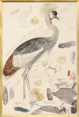 Lear South African Crowned Crane framed art print