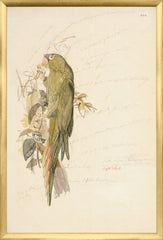 17,25 × 25,25 pouces
