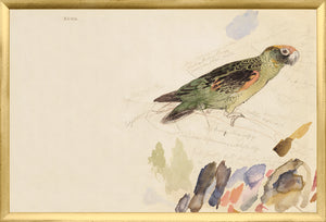 Lear – Red-Fronted Parrot wall art featuring a detailed illustration of a parrot in green and orange.