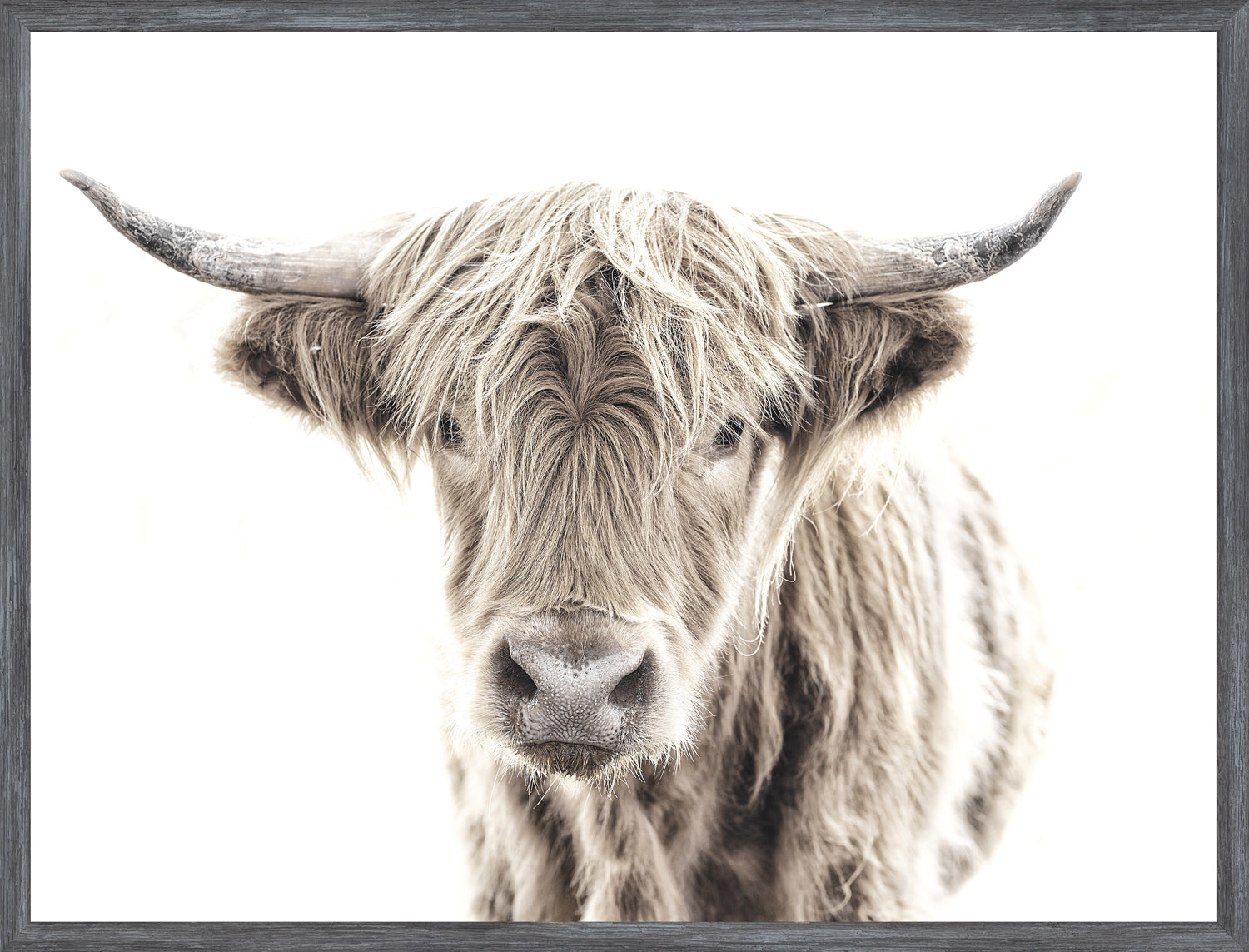 Highland Cow — nature and landscape fine art print shown from another angle