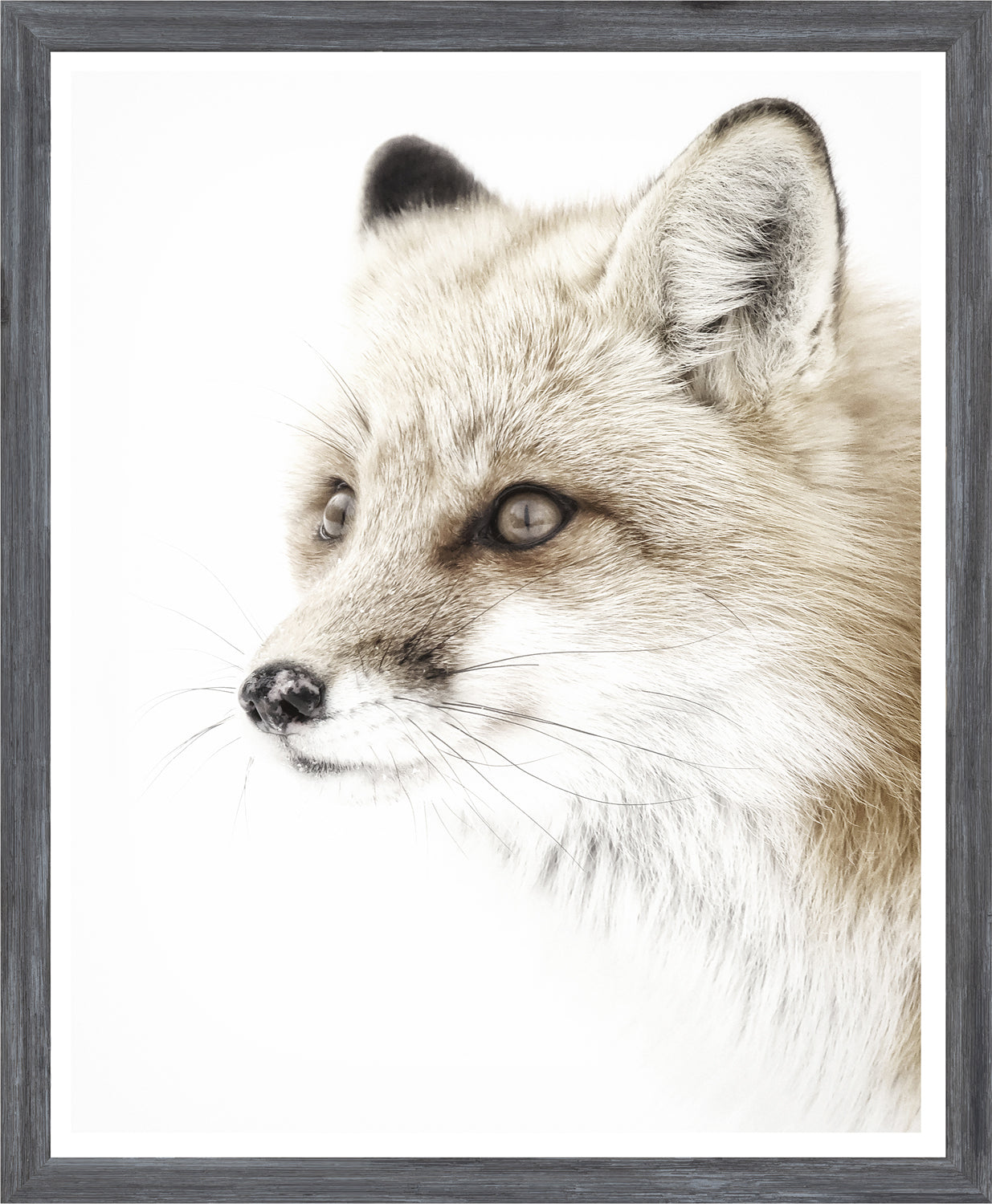 Red Fox — nature and landscape fine art print shown from another angle