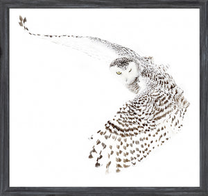 Snowy Owl — nature and landscape fine art print shown from another angle