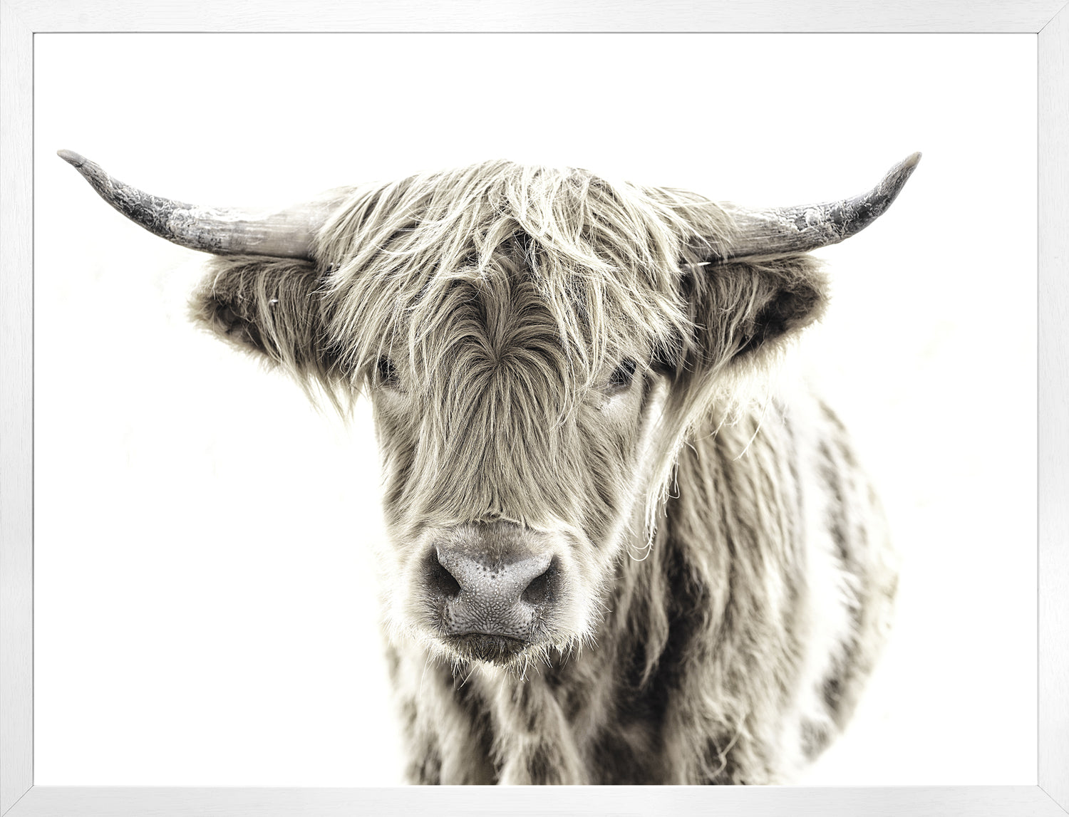 Highland Cow — nature and landscape fine art print shown from another angle