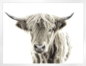 Highland Cow — nature and landscape fine art print shown from another angle